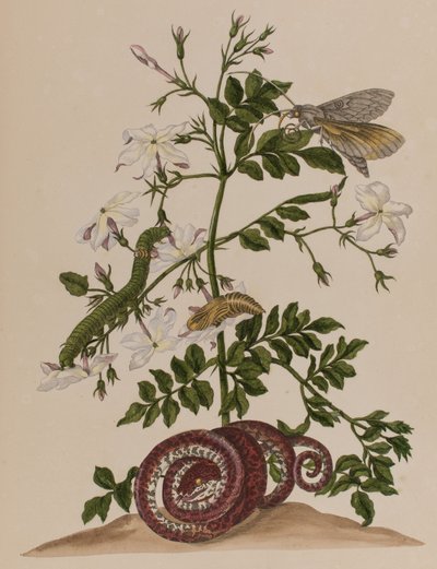 1705年に出版された「Metamorphosis insectorum Surinamensium」のイラスト。Ofte Verandering der Surinaamsche Insecten」（1705年出版）の図版（彩色済み彫刻）。 作： Maria Sibylla Graff (after) Merian