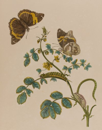 1705年に出版された「Metamorphosis insectorum Surinamensium」のイラスト。Ofte Verandering der Surinaamsche Insecten」（1705年出版）の図版（彩色済み彫刻）。 作： Maria Sibylla Graff (after) Merian