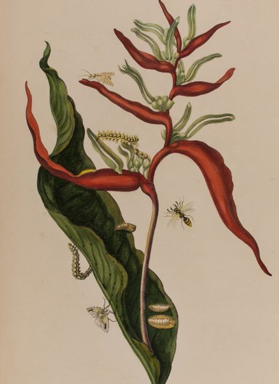 1705年に出版された「Metamorphosis insectorum Surinamensium」のイラスト。Ofte Verandering der Surinaamsche Insecten」（1705年出版）の図版（彩色済み彫刻）。 作： Maria Sibylla Graff (after) Merian