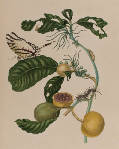 1705年に出版された「Metamorphosis insectorum Surinamensium」のイラスト。Ofte Verandering der Surinaamsche Insecten」（1705年出版）の図版（彩色済み彫刻）。 作： Maria Sibylla Graff (after) Merian