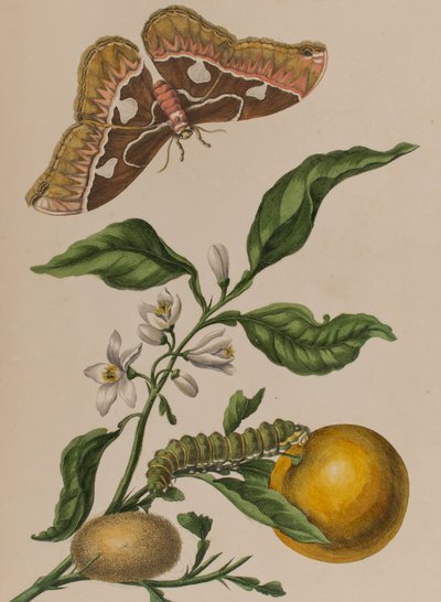 1705年に出版された「Metamorphosis insectorum Surinamensium」のイラスト。Ofte Verandering der Surinaamsche Insecten」（1705年出版）の図版（彩色済み彫刻）。 作： Maria Sibylla Graff (after) Merian