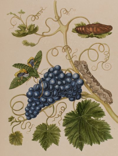 1705年に出版された「Metamorphosis insectorum Surinamensium」のイラスト。Ofte Verandering der Surinaamsche Insecten」（1705年出版）の図版（彩色済み彫刻）。 作： Maria Sibylla Graff (after) Merian