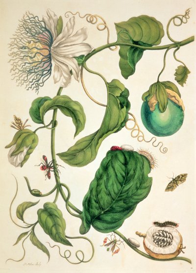 Metamorphosis Insectorum Surinamensium』より。 作： Maria Sibylla Graff (after) Merian