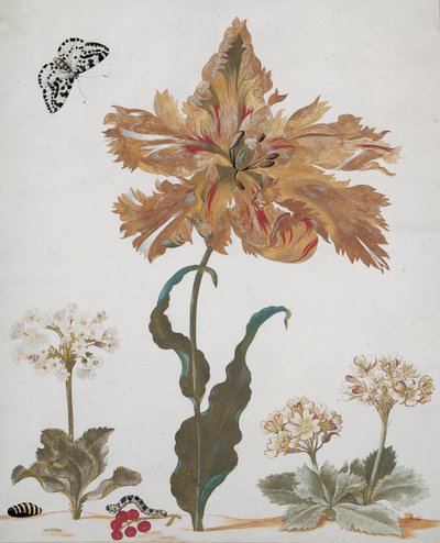 カササギの蛾、その毛虫と蛹を持つオウムのチューリップ、Auriculas、レッドカラント、1670年頃 作： Maria Sibylla Merian