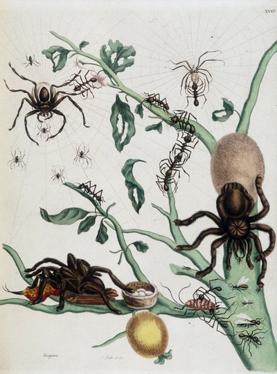マリア・シビラ・メリアンの「スリナムと全ヨーロッパの昆虫の一般史」1771年に掲載されたGuajaveのクログモがアリを食べたり、コロブリッチェンを巣で捕まえたりする様子 作： Maria Sibylla Merian