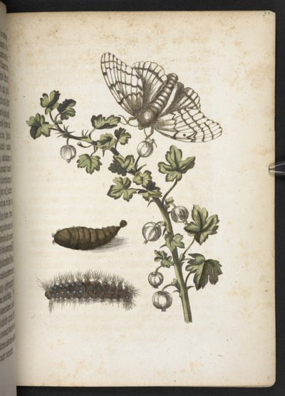 「毛虫」より 毛虫と繭と蝶々 不思議な変身と不思議な花の餌… 作： Maria Sibylla Merian