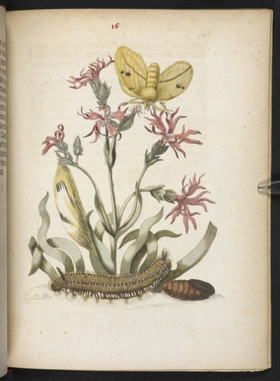 「毛虫の見事な変態と不思議な花食…」 作： Maria Sibylla Merian