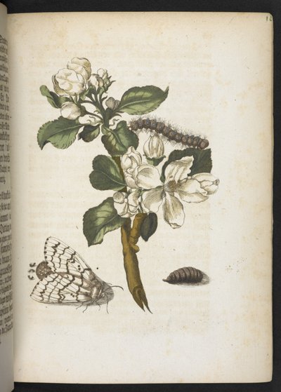 「毛虫の見事な変態と不思議な花食…」 作： Maria Sibylla Merian