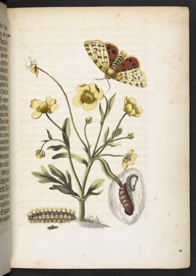 「毛虫の見事な変態と不思議な花食…」 作： Maria Sibylla Merian