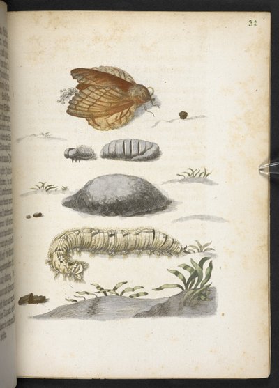 「毛虫の見事な変態と不思議な花食…」 作： Maria Sibylla Merian