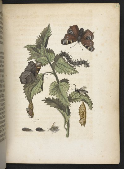 「毛虫の見事な変態と不思議な花食…」 作： Maria Sibylla Merian
