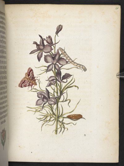 「毛虫の見事な変態と不思議な花食…」 作： Maria Sibylla Merian