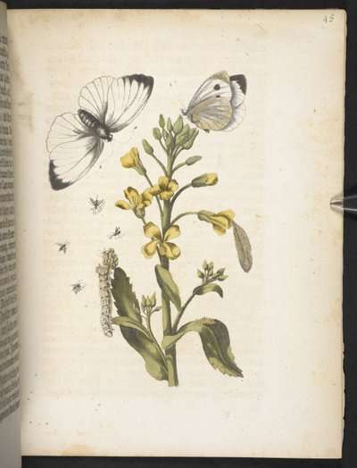 「毛虫の見事な変態と不思議な花食…」 作： Maria Sibylla Merian