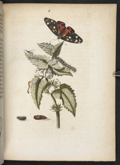 「毛虫の見事な変態と不思議な花食…」 作： Maria Sibylla Merian