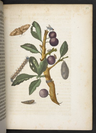 「毛虫の見事な変態と不思議な花食…」 作： Maria Sibylla Merian