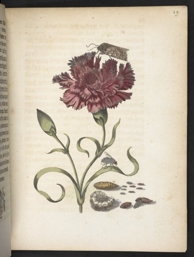 「毛虫の見事な変態と不思議な花食…」 作： Maria Sibylla Merian