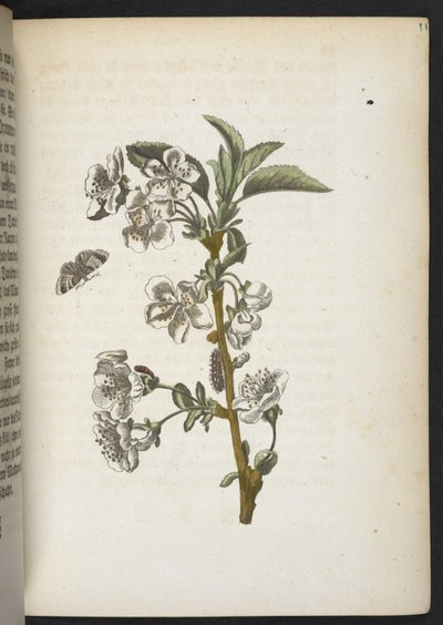「イモムシの見事な変態と不思議な花食…」 作： Maria Sibylla Merian