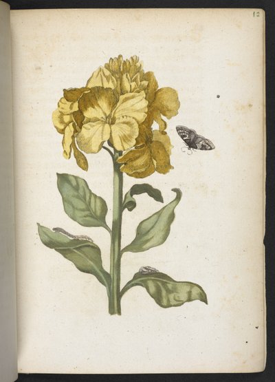 「毛虫の見事な変態と不思議な花食…」 作： Maria Sibylla Merian