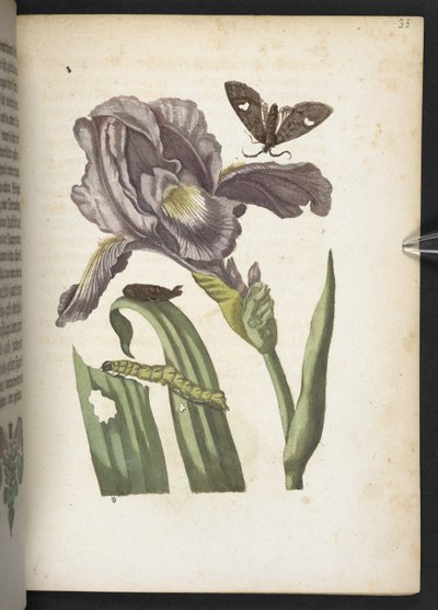 「毛虫の見事な変態と不思議な花食…」 作： Maria Sibylla Merian
