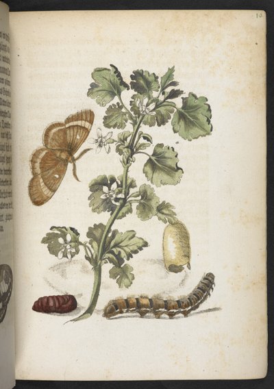 「毛虫の見事な変態と不思議な花食…」 作： Maria Sibylla Merian