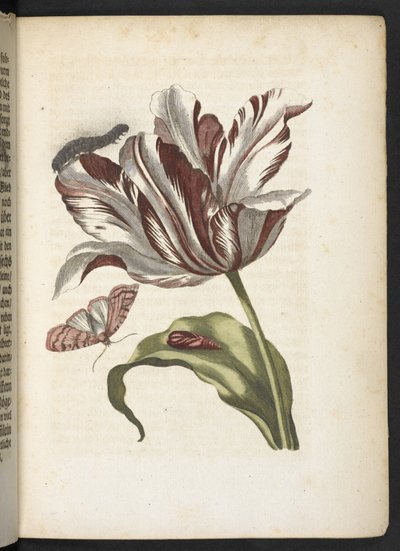 「毛虫の見事な変態と不思議な花食…」 作： Maria Sibylla Merian