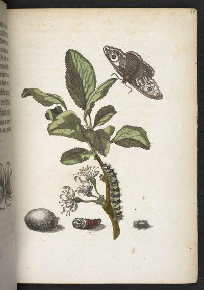 「毛虫の見事な変態と不思議な花食…」 作： Maria Sibylla Merian