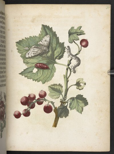 「毛虫の見事な変態と不思議な花食…」 作： Maria Sibylla Merian