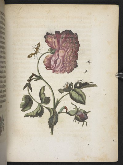 「毛虫の見事な変態と不思議な花食…」 作： Maria Sibylla Merian