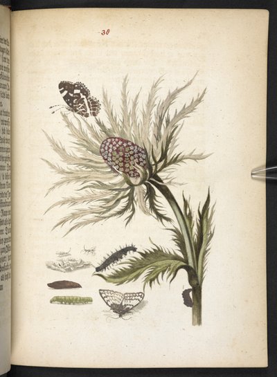 「毛虫の見事な変態と不思議な花食…」 作： Maria Sibylla Merian