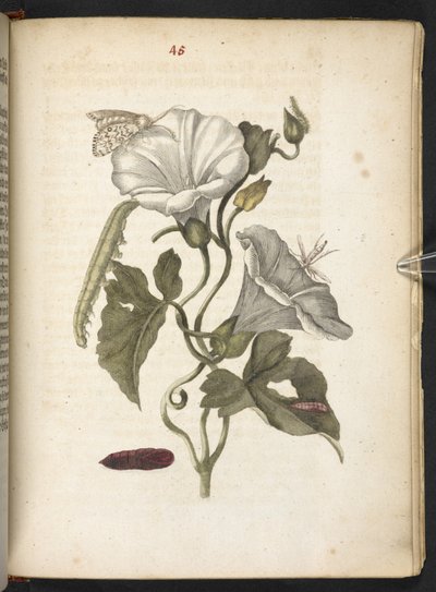 「毛虫の見事な変態と不思議な花食…」 作： Maria Sibylla Merian