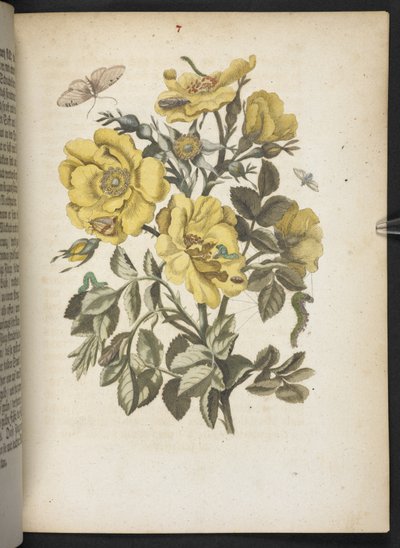 「毛虫の見事な変態と不思議な花食…」 作： Maria Sibylla Merian