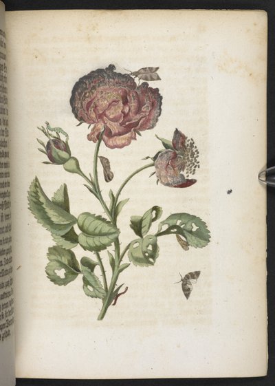 「毛虫の見事な変態と不思議な花食…」 作： Maria Sibylla Merian