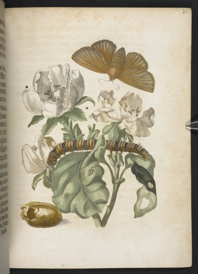 「毛虫の見事な変態と不思議な花食…」 作： Maria Sibylla Merian