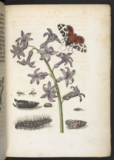 「イモムシの見事な変態と不思議な花食…」 作： Maria Sibylla Merian