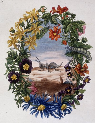 マリア・シビラ・メリアンの「Fourmi」。 作： Maria Sibylla Merian