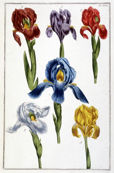 Iris - Maria Sibylla de Merian, ed. Desnos, Parisの「Histoire générale des insects de Surinam et de toute l