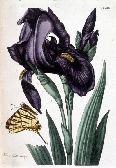 Broad-leaved iris - "Histoire générale des insects de Surinam et de toute l