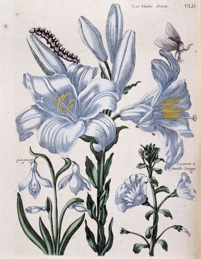 Lys (lis) 白の右と長葉の縁 - Maria Sibylla de Merian, ed. Desnos, Parisの「Histoire générale des insects de Surinam et de toute l