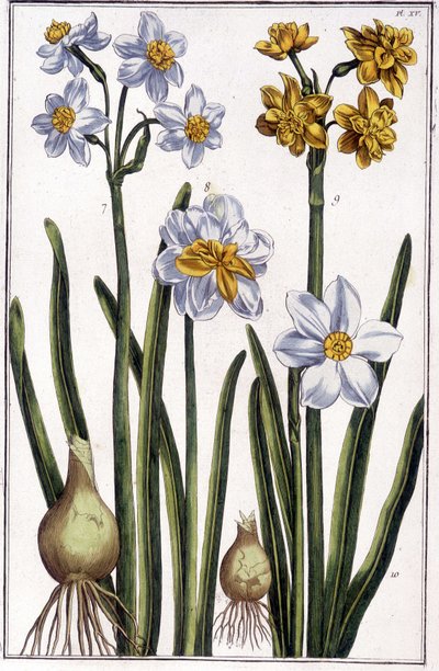 Narcissus - Maria Sibylla de Merian, ed. Desnos, Parisの "Histoire générale des insects de Surinam et de toute l