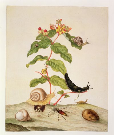 No.1146cカタツムリとカブトムシが付いたオトギリソウBaxiforum、1695 作： Maria Sibylla Merian