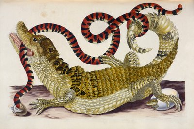 コーラルスネークから子ガメを守るスリナムカイマン 作： Maria Sibylla Merian