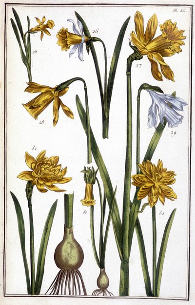 不明な画像 作： Maria Sibylla Merian