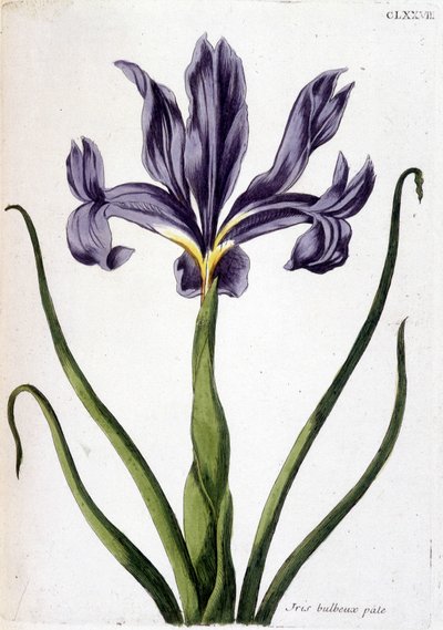不明な画像 作： Maria Sibylla Merian