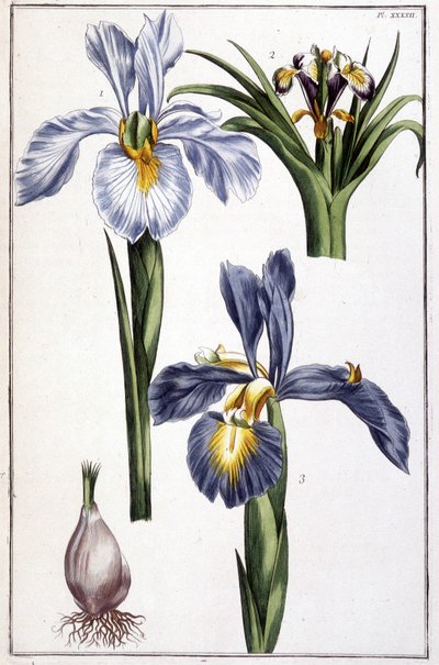 不明な画像 作： Maria Sibylla Merian