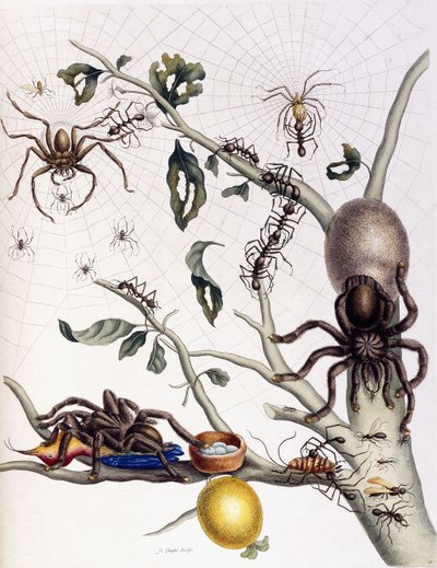 南アメリカのさまざまなクモ形類、1726 作： Maria Sibylla Merian