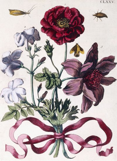 さまざまなヨーロッパの昆虫と花 作： Maria Sibylla Merian