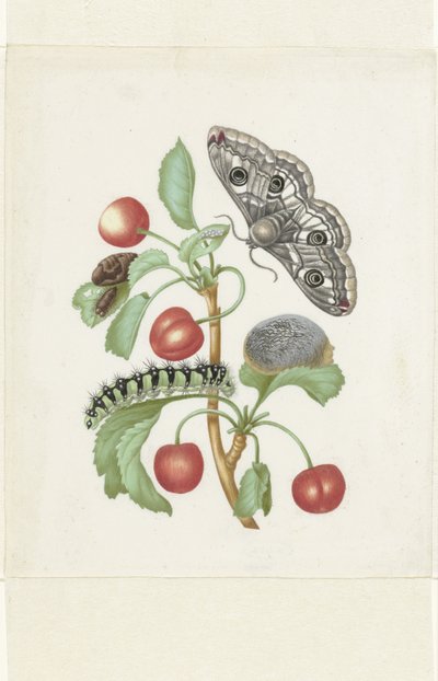 スモールエンペラーモスの変態 作： Maria Sibylla Merian (workshop of)