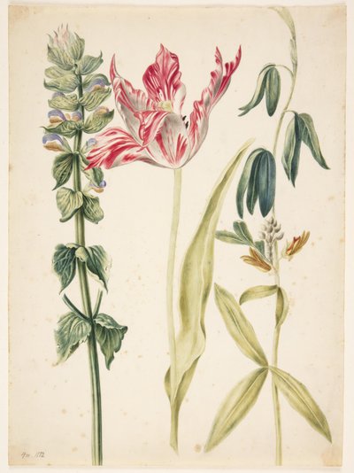 花3輪、中央にチューリップ 作： Maria Sibylla Merian