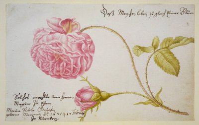 バラのアルバムシート、1675年 作： Maria Sibylla Merian