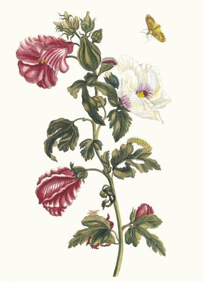アルテア。 1705 年に『Metamorphosisinstorum Surinamensium』という本から。 作： Maria Sibylla Merian